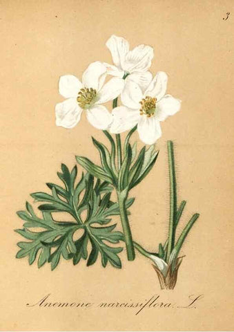 Reproducción/Reproduction 7215922518: Die Alpenpflanzen nach der Natur gemalt /. Prag :F. Tempsky,1879-1884.