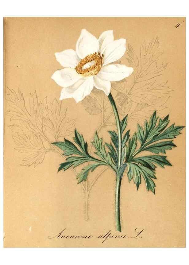 Reproducción/Reproduction 7215924302: Die Alpenpflanzen nach der Natur gemalt /. Prag :F. Tempsky,1879-1884.