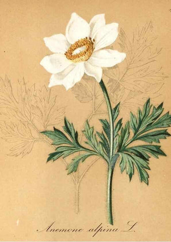 Reproducción/Reproduction 7215924302: Die Alpenpflanzen nach der Natur gemalt /. Prag :F. Tempsky,1879-1884.