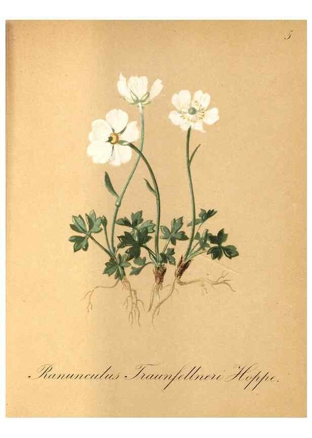 Reproducción/Reproduction 7215925836: Die Alpenpflanzen nach der Natur gemalt /. Prag :F. Tempsky,1879-1884.