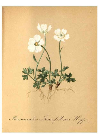 Reproducción/Reproduction 7215925836: Die Alpenpflanzen nach der Natur gemalt /. Prag :F. Tempsky,1879-1884.