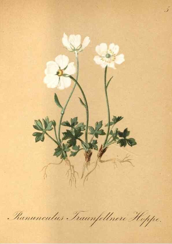 Reproducción/Reproduction 7215925836: Die Alpenpflanzen nach der Natur gemalt /. Prag :F. Tempsky,1879-1884.