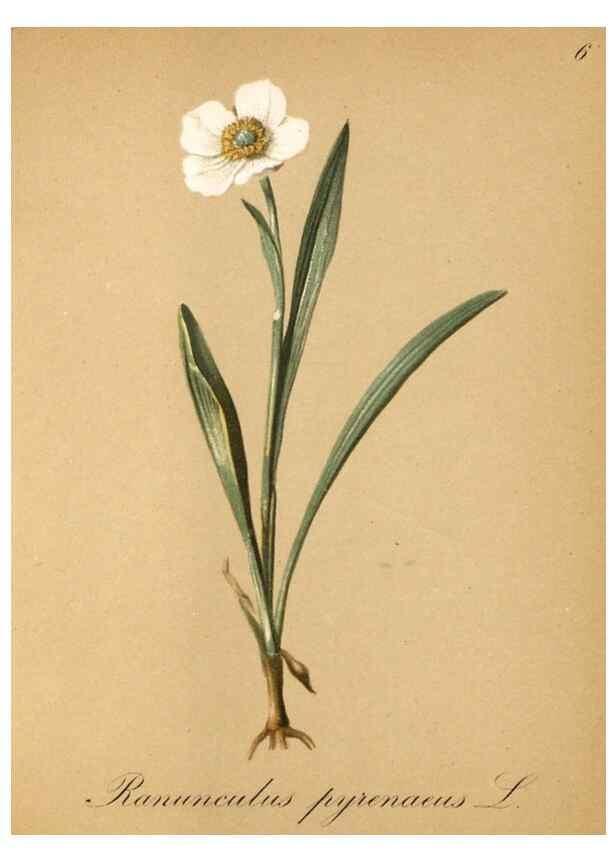 Reproducción/Reproduction 7215927306: Die Alpenpflanzen nach der Natur gemalt /. Prag :F. Tempsky,1879-1884.