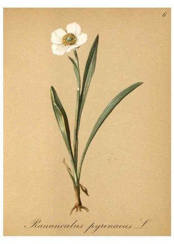 Reproducción/Reproduction 7215927306: Die Alpenpflanzen nach der Natur gemalt /. Prag :F. Tempsky,1879-1884.