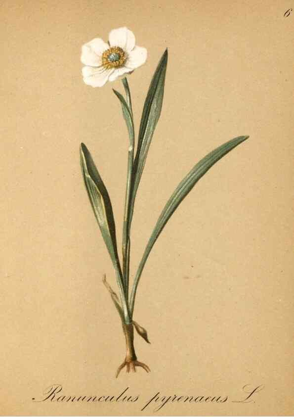 Reproducción/Reproduction 7215927306: Die Alpenpflanzen nach der Natur gemalt /. Prag :F. Tempsky,1879-1884.