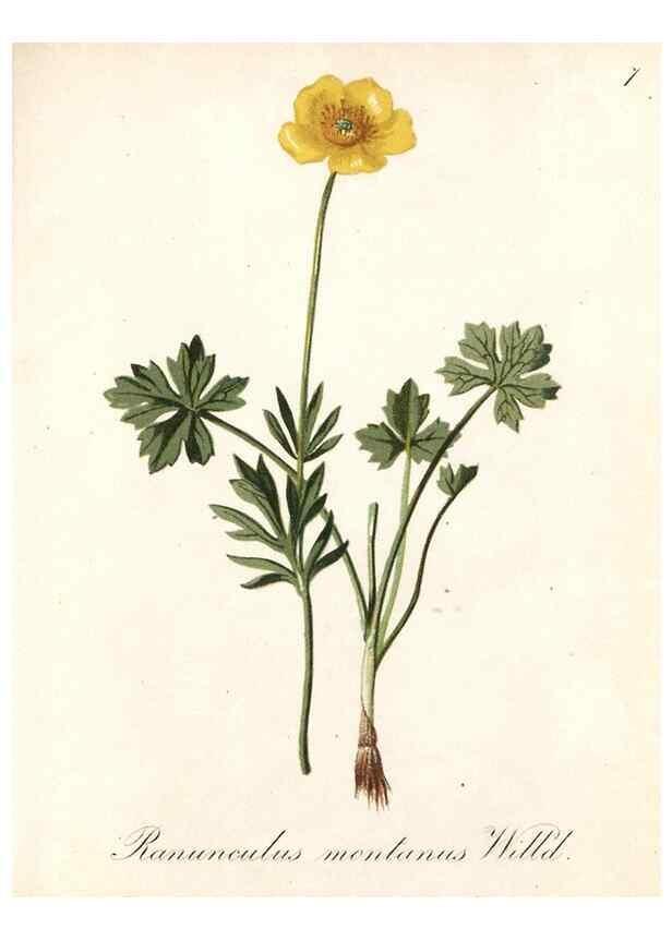 Reproducción/Reproduction 7215928616: Die Alpenpflanzen nach der Natur gemalt /. Prag :F. Tempsky,1879-1884.
