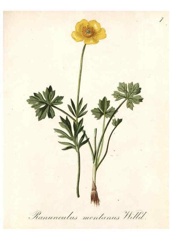 Reproducción/Reproduction 7215928616: Die Alpenpflanzen nach der Natur gemalt /. Prag :F. Tempsky,1879-1884.