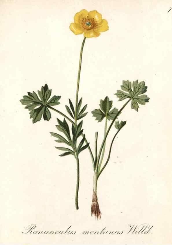 Reproducción/Reproduction 7215928616: Die Alpenpflanzen nach der Natur gemalt /. Prag :F. Tempsky,1879-1884.