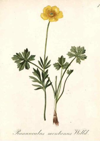 Reproducción/Reproduction 7215928616: Die Alpenpflanzen nach der Natur gemalt /. Prag :F. Tempsky,1879-1884.