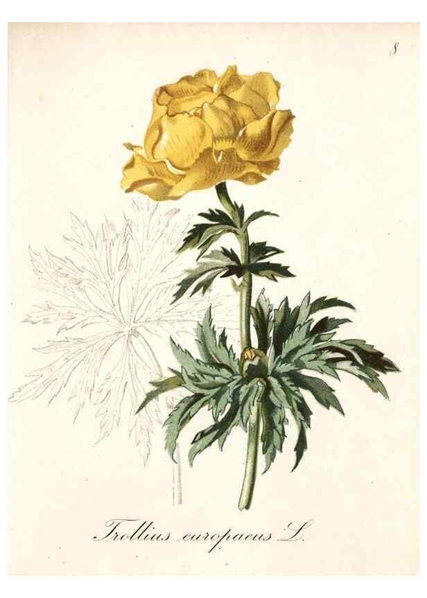 Reproducción/Reproduction 7215930232: Die Alpenpflanzen nach der Natur gemalt /. Prag :F. Tempsky,1879-1884.
