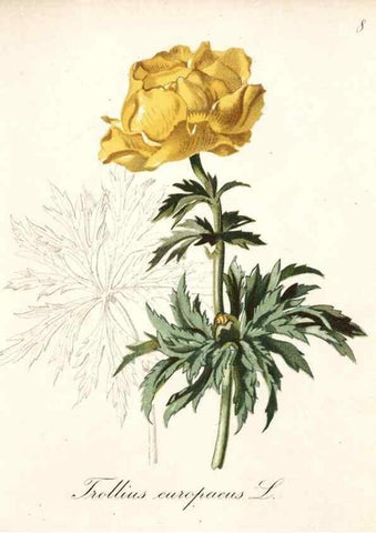 Reproducción/Reproduction 7215930232: Die Alpenpflanzen nach der Natur gemalt /. Prag :F. Tempsky,1879-1884.