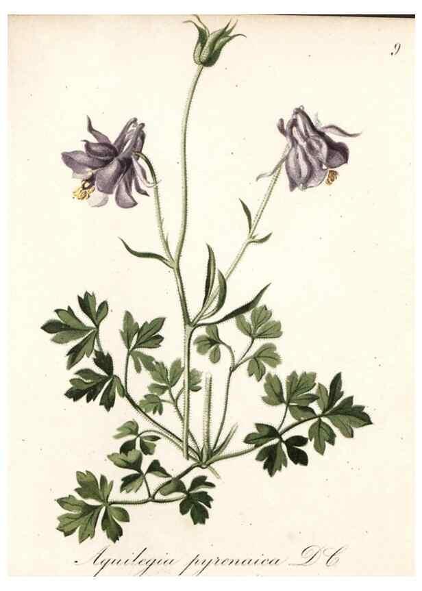Reproducción/Reproduction 7215931874: Die Alpenpflanzen nach der Natur gemalt /. Prag :F. Tempsky,1879-1884.