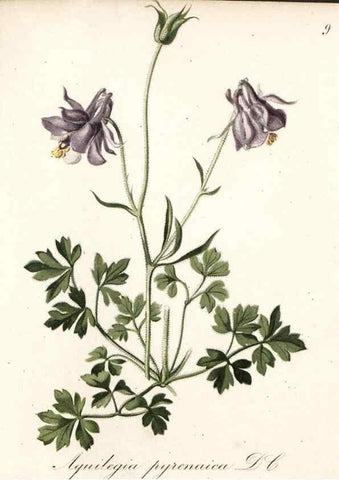 Reproducción/Reproduction 7215931874: Die Alpenpflanzen nach der Natur gemalt /. Prag :F. Tempsky,1879-1884.