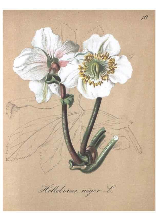 Reproducción/Reproduction 7215933264: Die Alpenpflanzen nach der Natur gemalt /. Prag :F. Tempsky,1879-1884.