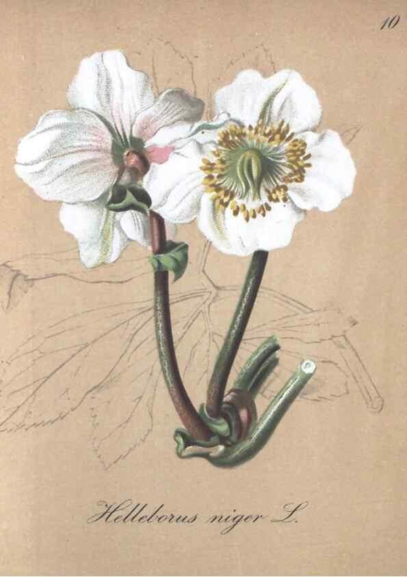 Reproducción/Reproduction 7215933264: Die Alpenpflanzen nach der Natur gemalt /. Prag :F. Tempsky,1879-1884.