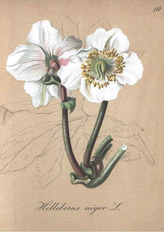 Reproducción/Reproduction 7215933264: Die Alpenpflanzen nach der Natur gemalt /. Prag :F. Tempsky,1879-1884.