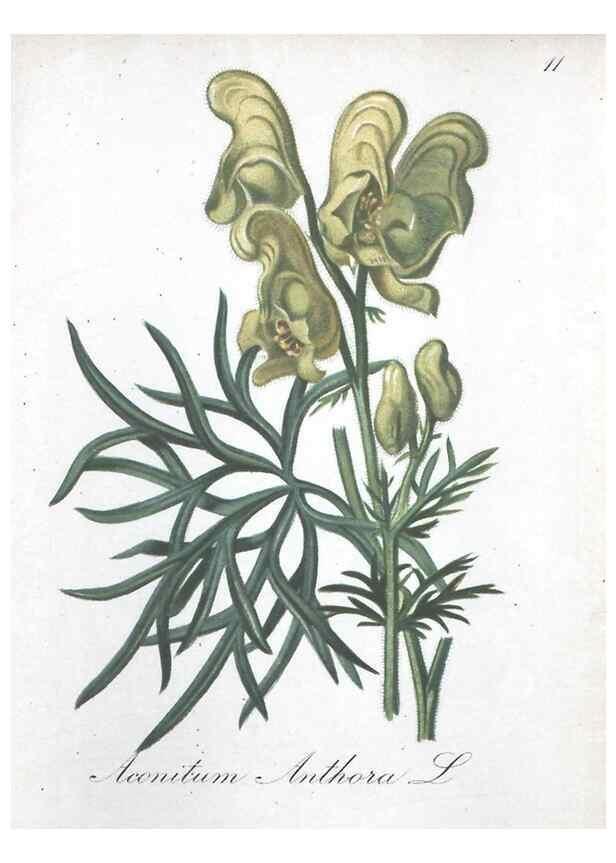 Reproducción/Reproduction 7215934726: Die Alpenpflanzen nach der Natur gemalt /. Prag :F. Tempsky,1879-1884.