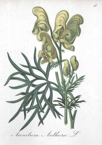 Reproducción/Reproduction 7215934726: Die Alpenpflanzen nach der Natur gemalt /. Prag :F. Tempsky,1879-1884.