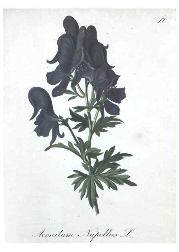 Reproducción/Reproduction 7215936644: Die Alpenpflanzen nach der Natur gemalt /. Prag :F. Tempsky,1879-1884.