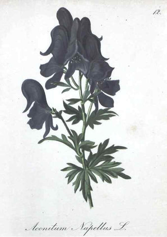 Reproducción/Reproduction 7215936644: Die Alpenpflanzen nach der Natur gemalt /. Prag :F. Tempsky,1879-1884.