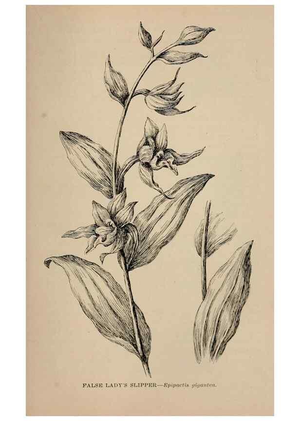 Reproducción/Reproduction 7176908184: The wild flowers of California;. San Francisco,Payot, Upham, & company,1902.