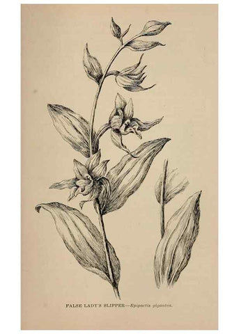 Reproducción/Reproduction 7176908184: The wild flowers of California;. San Francisco,Payot, Upham, & company,1902.