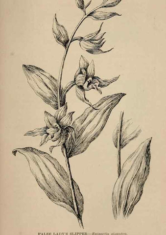 Reproducción/Reproduction 7176908184: The wild flowers of California;. San Francisco,Payot, Upham, & company,1902.