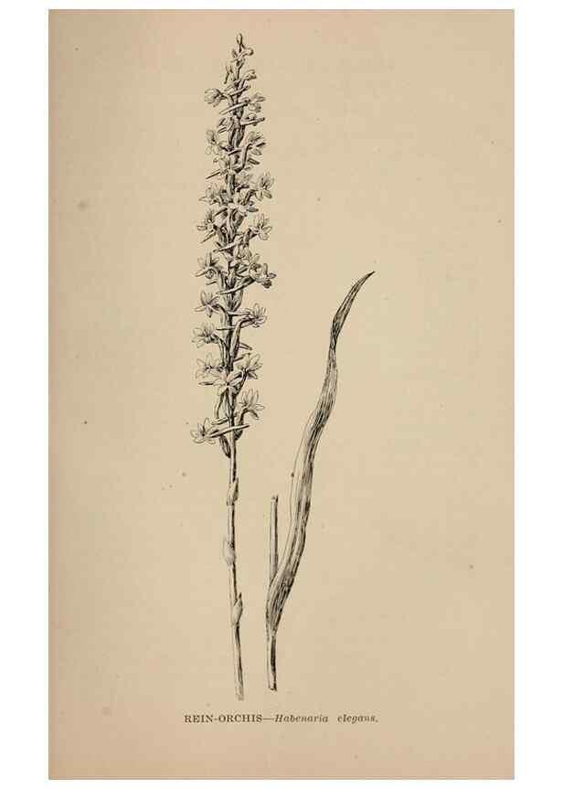 Reproducción/Reproduction 7176906842: The wild flowers of California;. San Francisco,Payot, Upham, & company,1902.