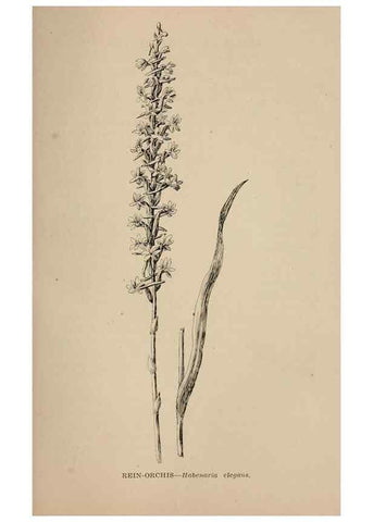 Reproducción/Reproduction 7176906842: The wild flowers of California;. San Francisco,Payot, Upham, & company,1902.
