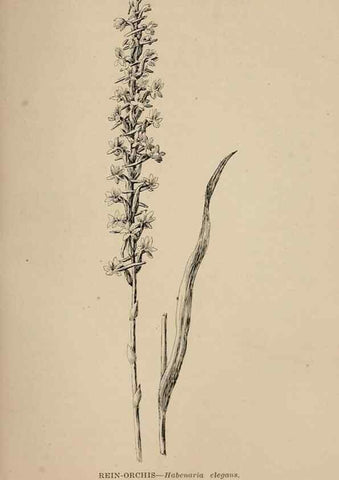 Reproducción/Reproduction 7176906842: The wild flowers of California;. San Francisco,Payot, Upham, & company,1902.