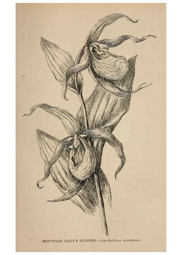 Reproducción/Reproduction 7176905264: The wild flowers of California;. San Francisco,Payot, Upham, & company,1902.