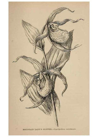 Reproducción/Reproduction 7176905264: The wild flowers of California;. San Francisco,Payot, Upham, & company,1902.