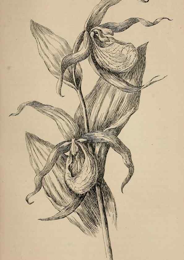 Reproducción/Reproduction 7176905264: The wild flowers of California;. San Francisco,Payot, Upham, & company,1902.