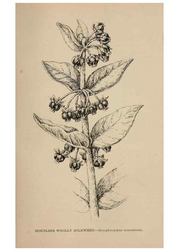 Reproducción/Reproduction 7176903550: The wild flowers of California;. San Francisco,Payot, Upham, & company,1902.