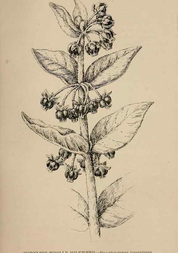 Reproducción/Reproduction 7176903550: The wild flowers of California;. San Francisco,Payot, Upham, & company,1902.