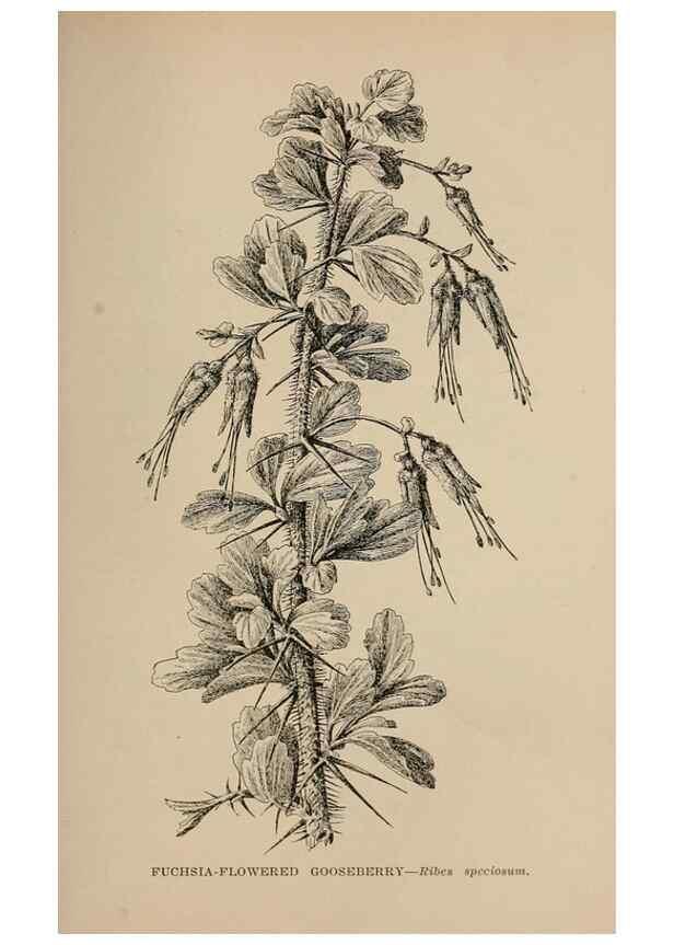 Reproducción/Reproduction 7176877170: The wild flowers of California;. San Francisco,Payot, Upham, & company,1902.