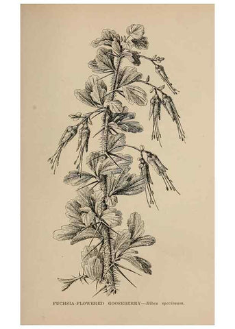 Reproducción/Reproduction 7176877170: The wild flowers of California;. San Francisco,Payot, Upham, & company,1902.
