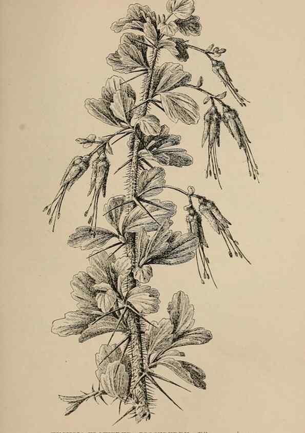 Reproducción/Reproduction 7176877170: The wild flowers of California;. San Francisco,Payot, Upham, & company,1902.