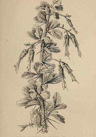 Reproducción/Reproduction 7176877170: The wild flowers of California;. San Francisco,Payot, Upham, & company,1902.