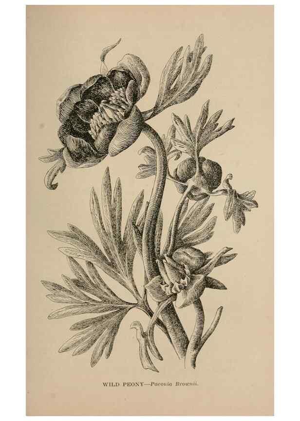 Reproducción/Reproduction 7176878998: The wild flowers of California;. San Francisco,Payot, Upham, & company,1902.