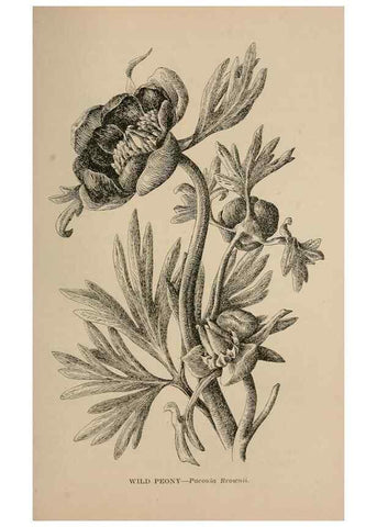 Reproducción/Reproduction 7176878998: The wild flowers of California;. San Francisco,Payot, Upham, & company,1902.