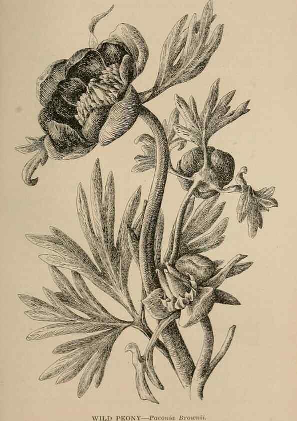 Reproducción/Reproduction 7176878998: The wild flowers of California;. San Francisco,Payot, Upham, & company,1902.