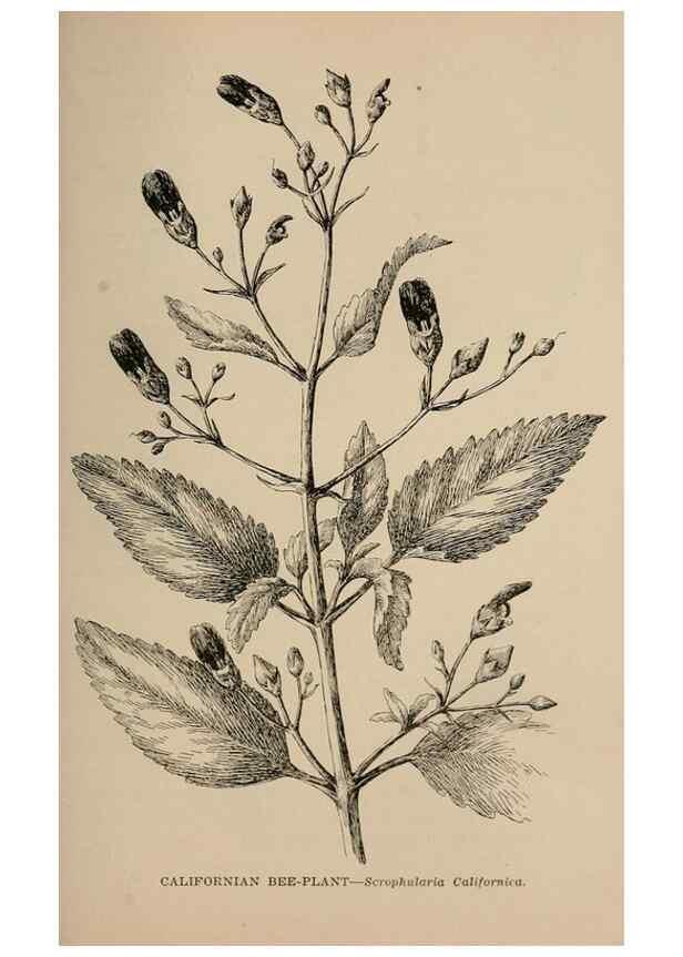 Reproducción/Reproduction 7176880664: The wild flowers of California;. San Francisco,Payot, Upham, & company,1902.