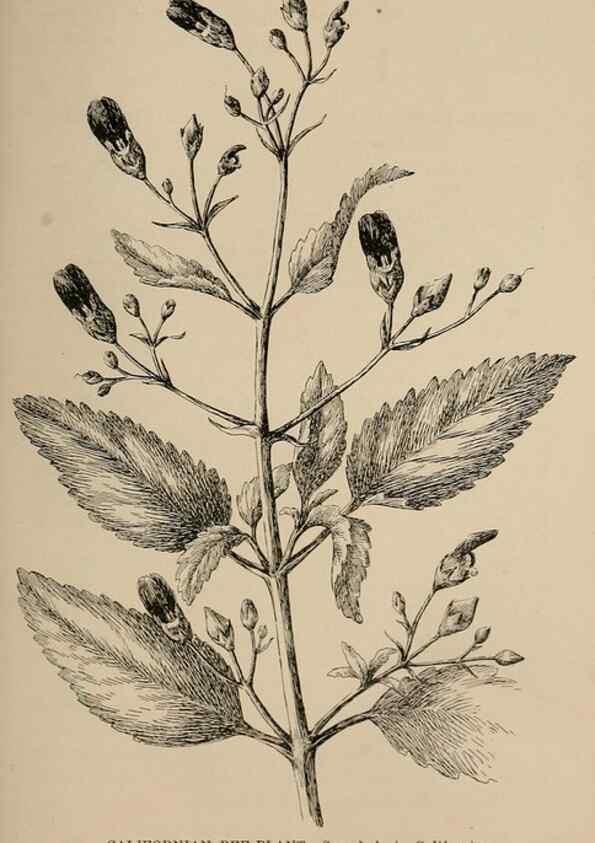 Reproducción/Reproduction 7176880664: The wild flowers of California;. San Francisco,Payot, Upham, & company,1902.