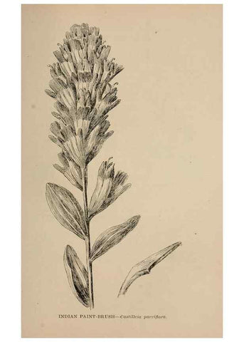 Reproducción/Reproduction 7176882420: The wild flowers of California;. San Francisco,Payot, Upham, & company,1902.