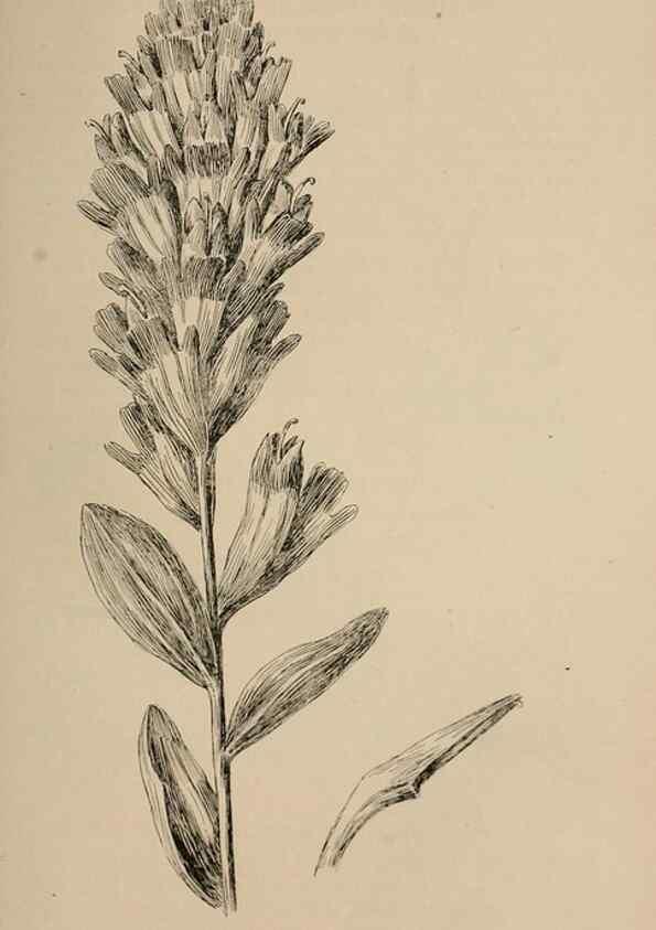 Reproducción/Reproduction 7176882420: The wild flowers of California;. San Francisco,Payot, Upham, & company,1902.