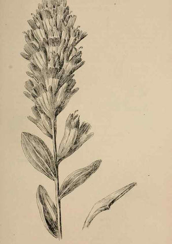 Reproducción/Reproduction 7176882420: The wild flowers of California;. San Francisco,Payot, Upham, & company,1902.