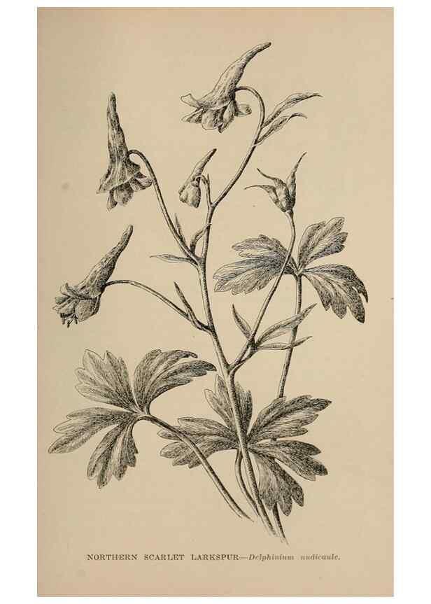 Reproducción/Reproduction 7176884140: The wild flowers of California;. San Francisco,Payot, Upham, & company,1902.