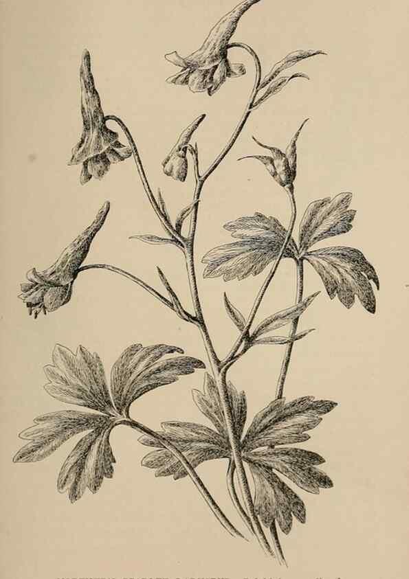 Reproducción/Reproduction 7176884140: The wild flowers of California;. San Francisco,Payot, Upham, & company,1902.