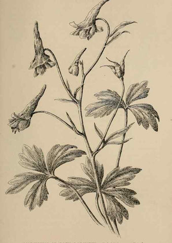 Reproducción/Reproduction 7176884140: The wild flowers of California;. San Francisco,Payot, Upham, & company,1902.